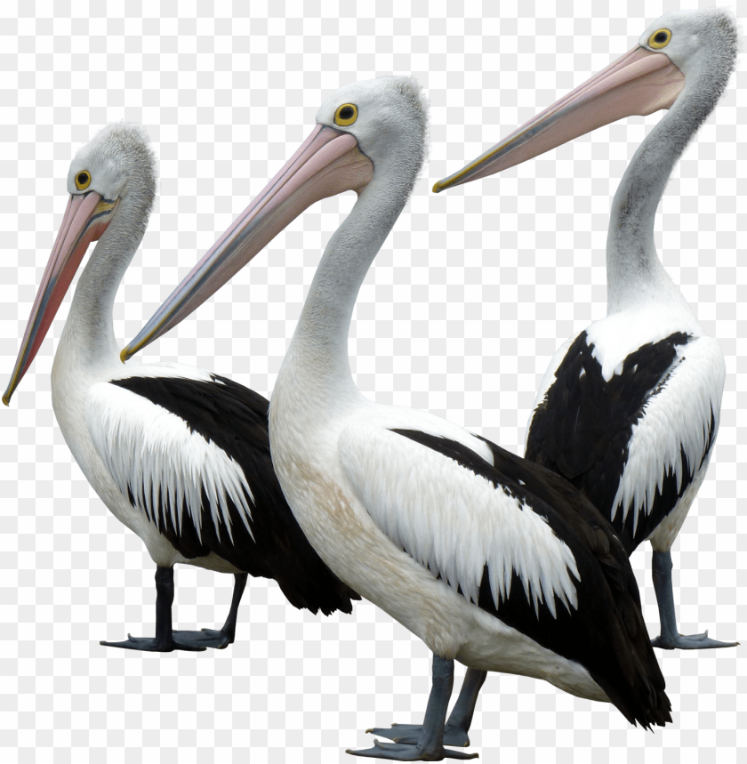 Download Ocean Birds Background Png Ocean Bird Png Free Png