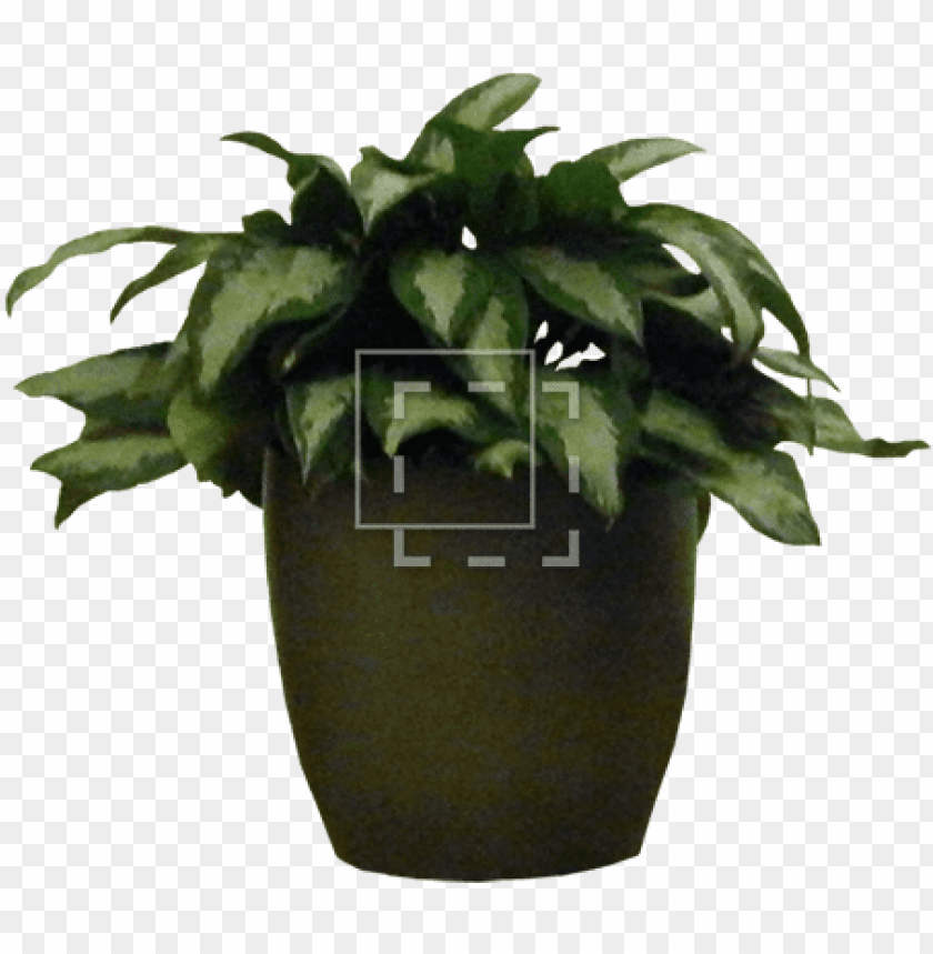 Download Otted House Plant Potted Plant Photosho Png Free Png Images Toppng - imagessnow particle roblox