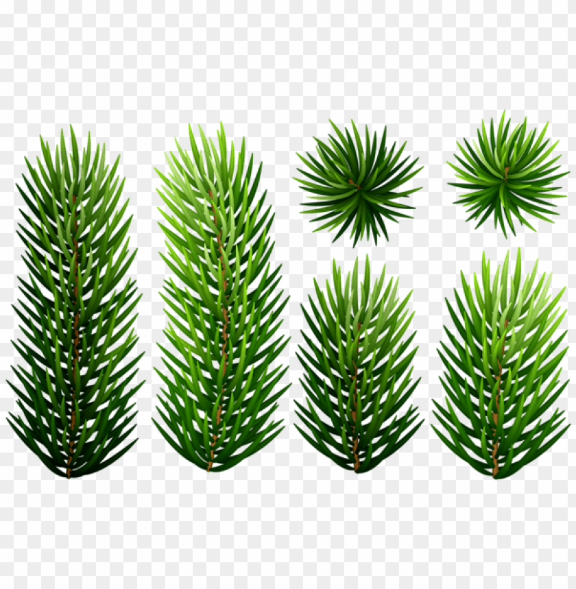 Pine Branches Top PNG Clipart​