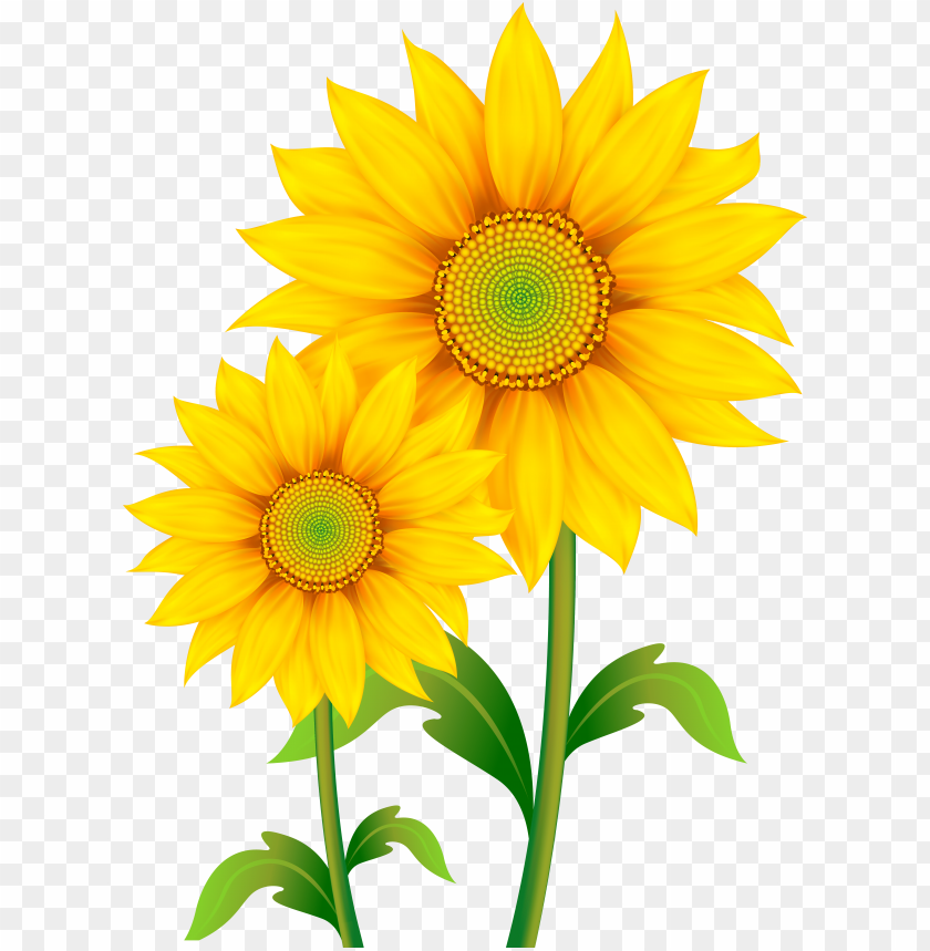 Free Free 117 Transparent Background Realistic Sunflower Svg SVG PNG EPS DXF File