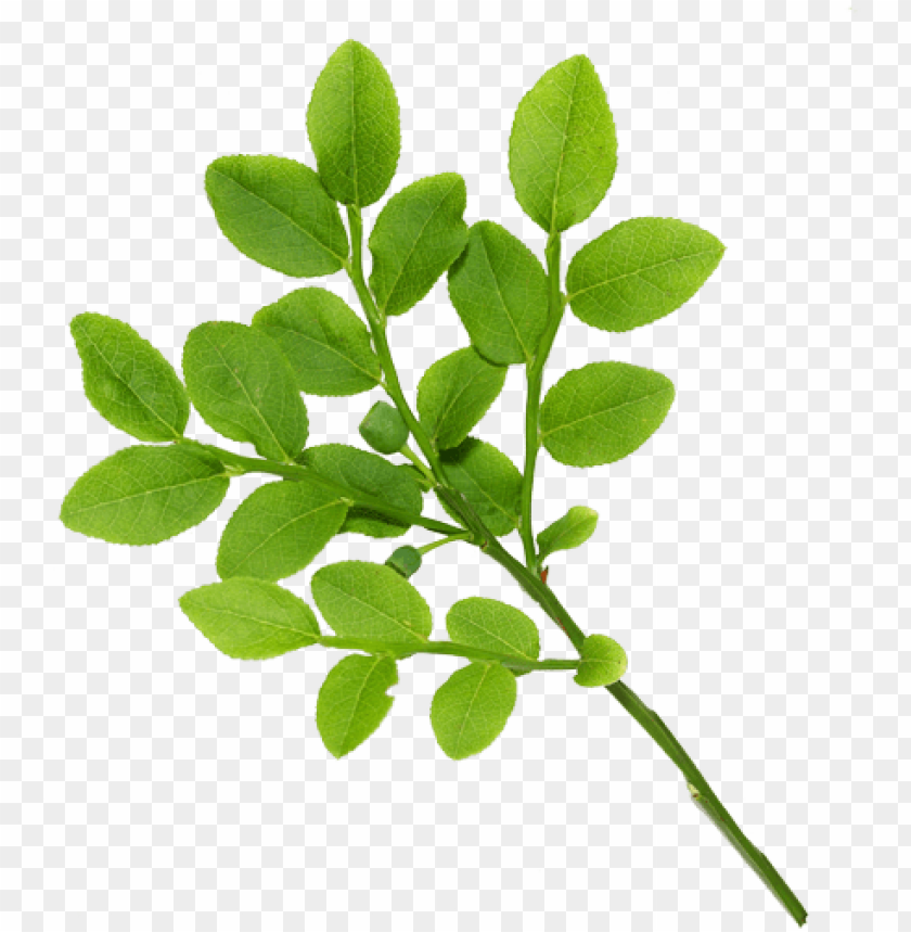 real green leaf