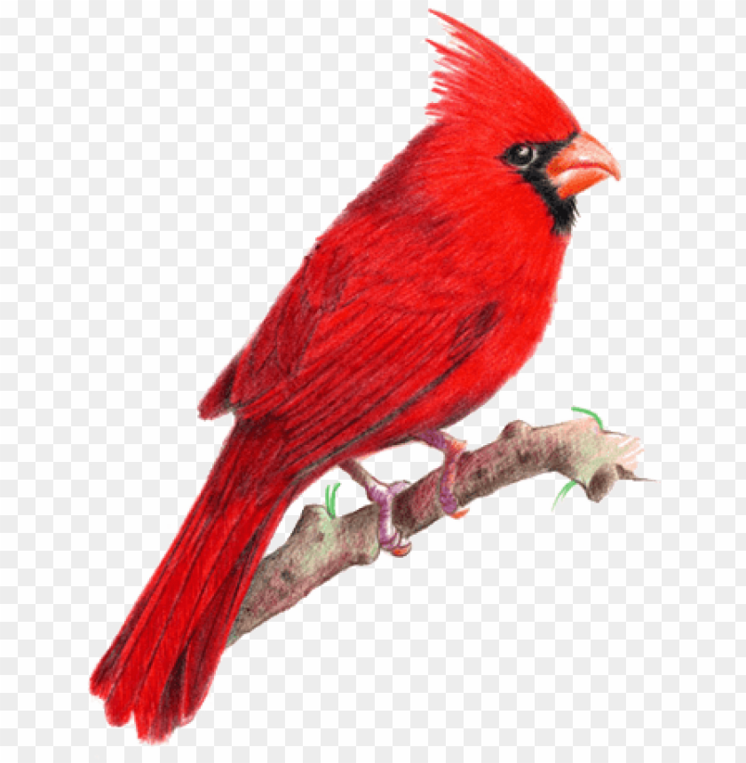 Premium Vector  Blue jay bird and red cardinal bird cartoon