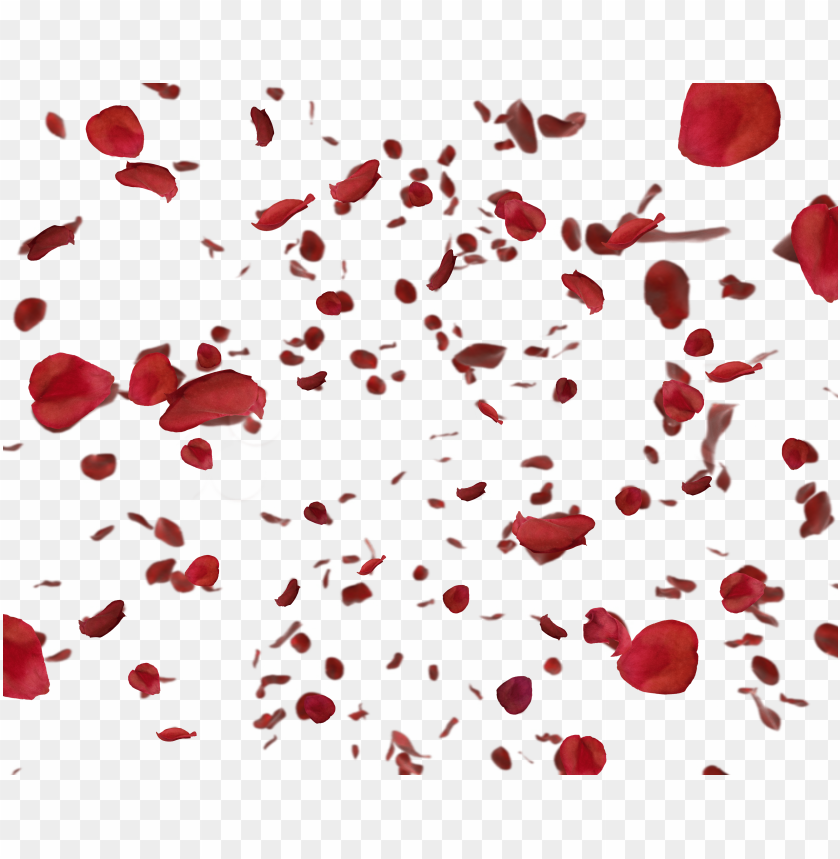 Download Red Rose Petals Png 薔薇 花びら フリー 素材 Png Free Png Images Toppng