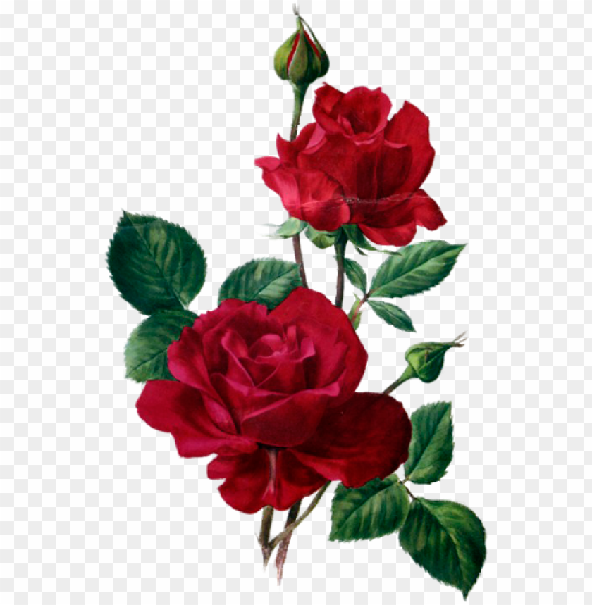 Download rosas rojas, flores vintage, sublimados, acuarela, - rose anne  marie trechsli png - Free PNG Images | TOPpng