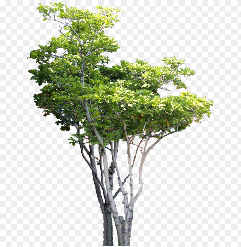 Download Small Tree Tree Psd B Tree Tree Photoshop Tree Cut Arboles Png Para Renders Png Free Png Images Toppng - brawl stars png tamanho grande