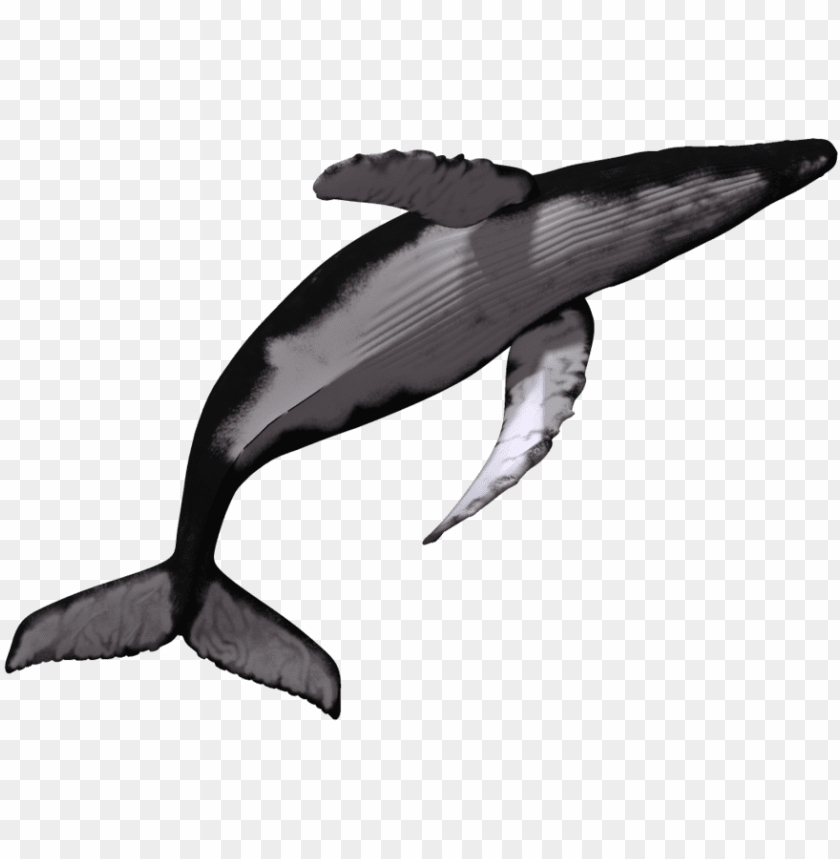 humpback whale clipart black and white flower