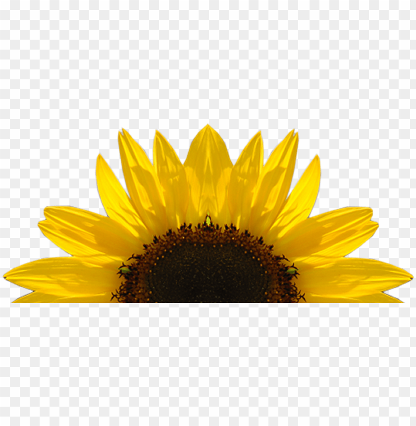 Free Free Transparent Sunflower Corner Border Clipart SVG PNG EPS DXF File