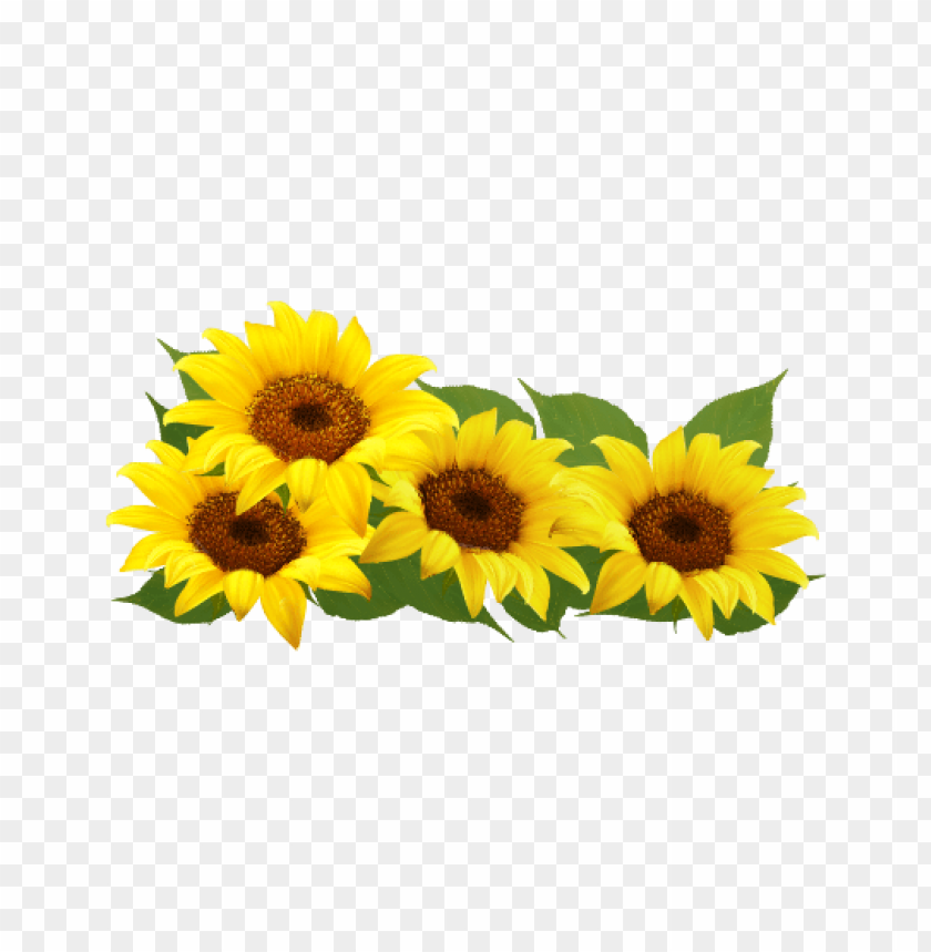 Download Download Sunflower Frame Png Png Free Png Images Toppng