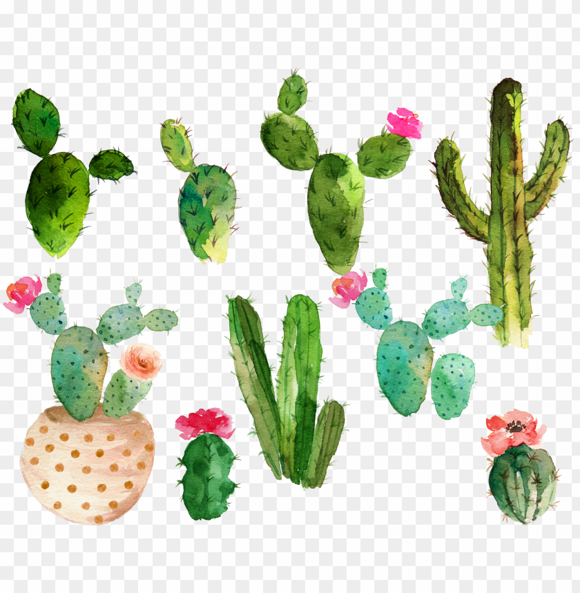 Download Download Svg Royalty Free Library Cactaceae Watercolor Painting Cactus With Flowers Watercolor Png Free Png Images Toppng