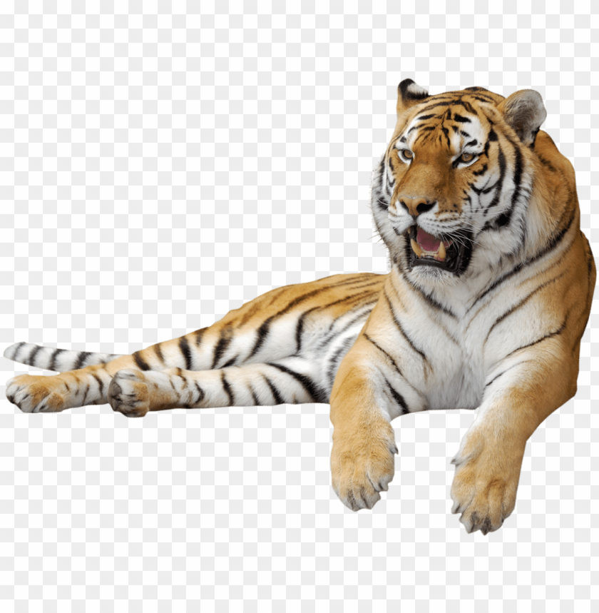 clipart animation tigers