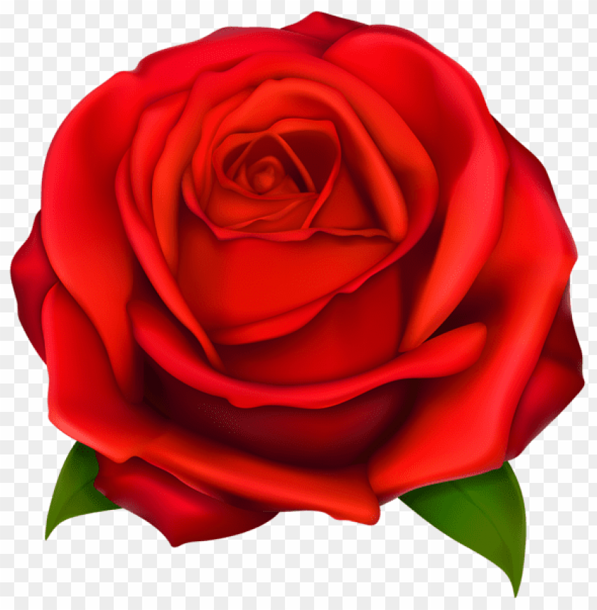 Download transparent red rose png - Free PNG Images | TOPpng