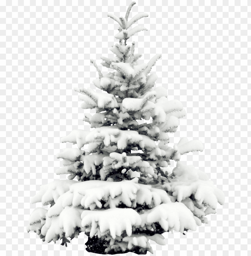 Download Download Tree Pine Wallpaper Transprent Snow Pine Png Free Png Images Toppng