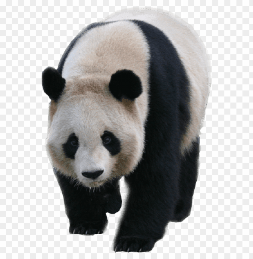 Walking Panda Clipart Transparent PNG Hd, Pandas Walking Forward, Panda  Clipart, Clipart Panda, Realism PNG Image For Free Download