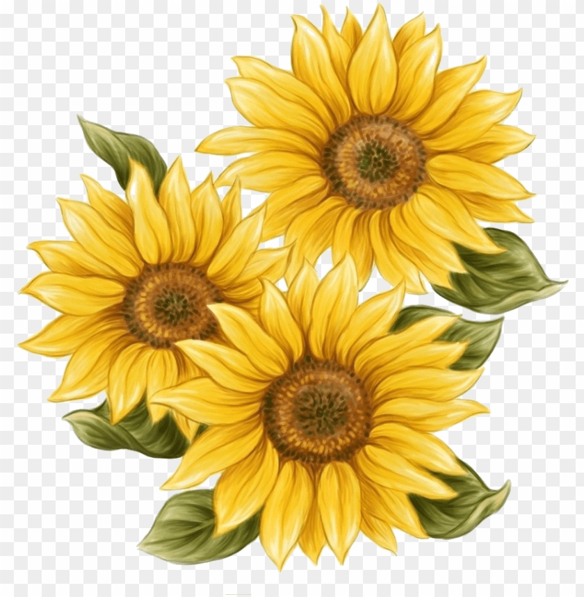 Download Download Watercolor Sunflower Png Svg Library Download Watercolor Sunflower Png Free Png Images Toppng