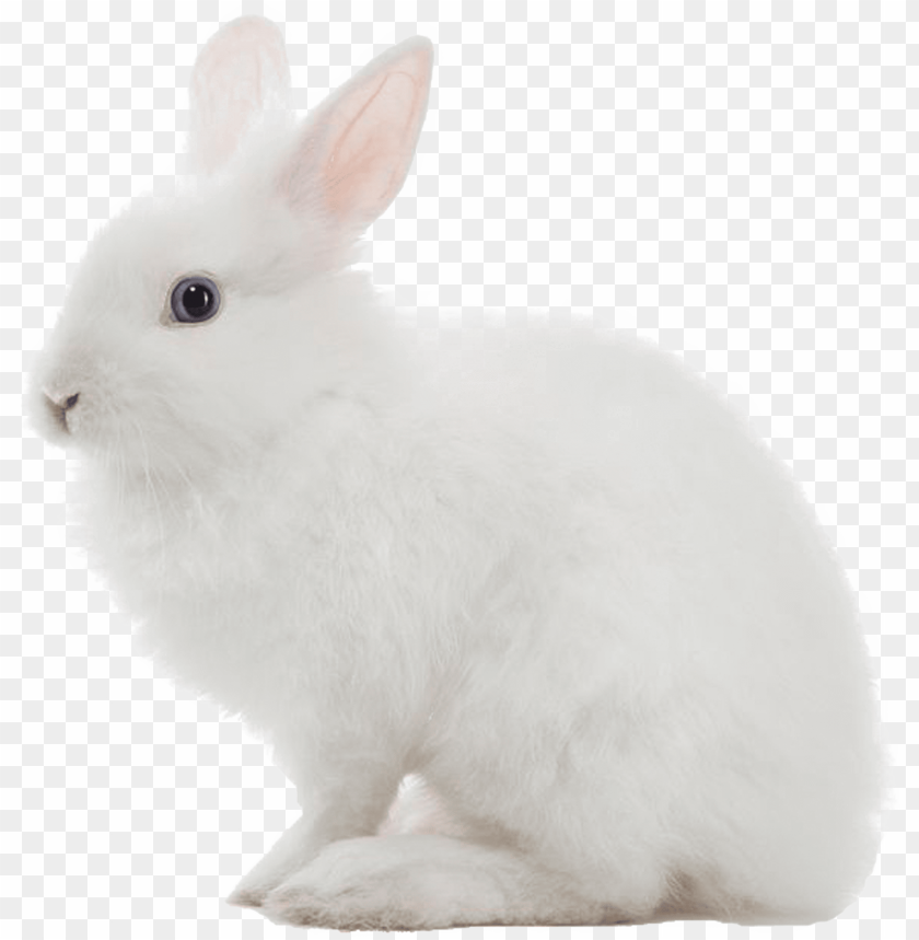 Rabbit PNG Transparent Images Free Download - Pngfre