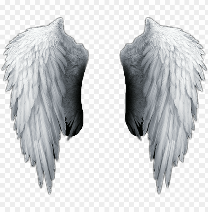 Download white sticker - angel wings png hd png - Free PNG Images | TOPpng