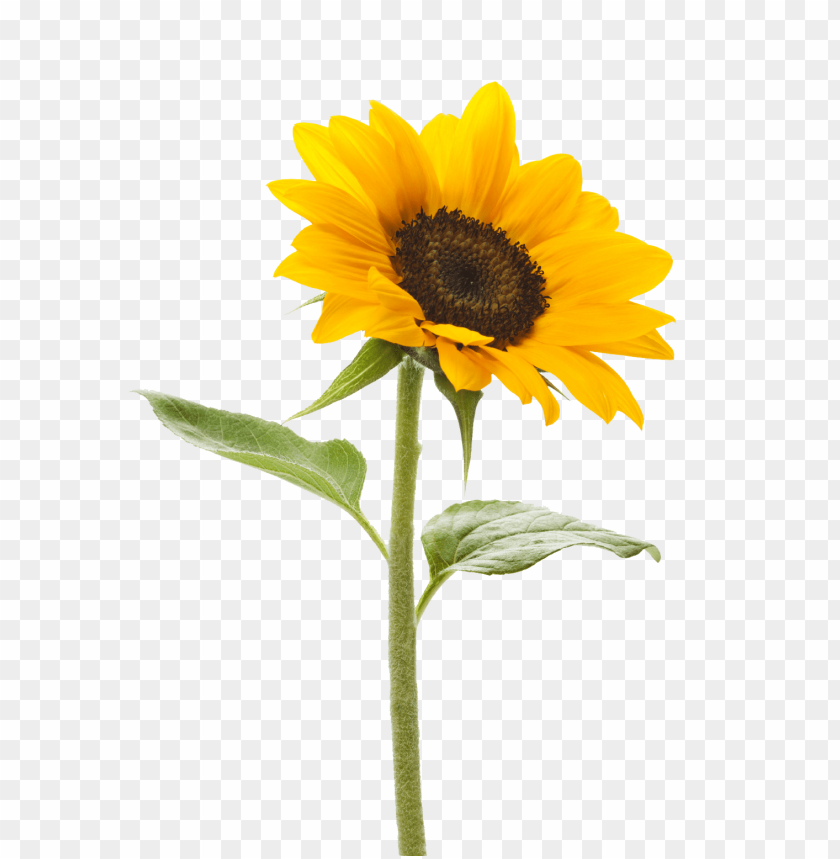 Download White Sunflower Png Png Free Png Images Toppng - roblox sunflower logo