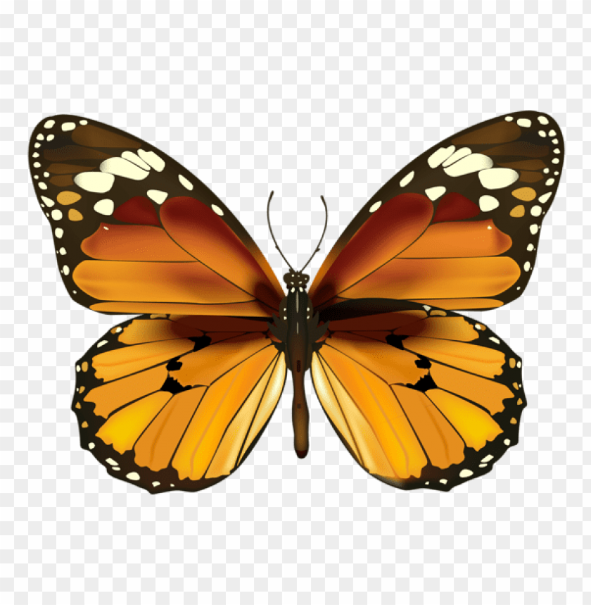 yellow butterfly png