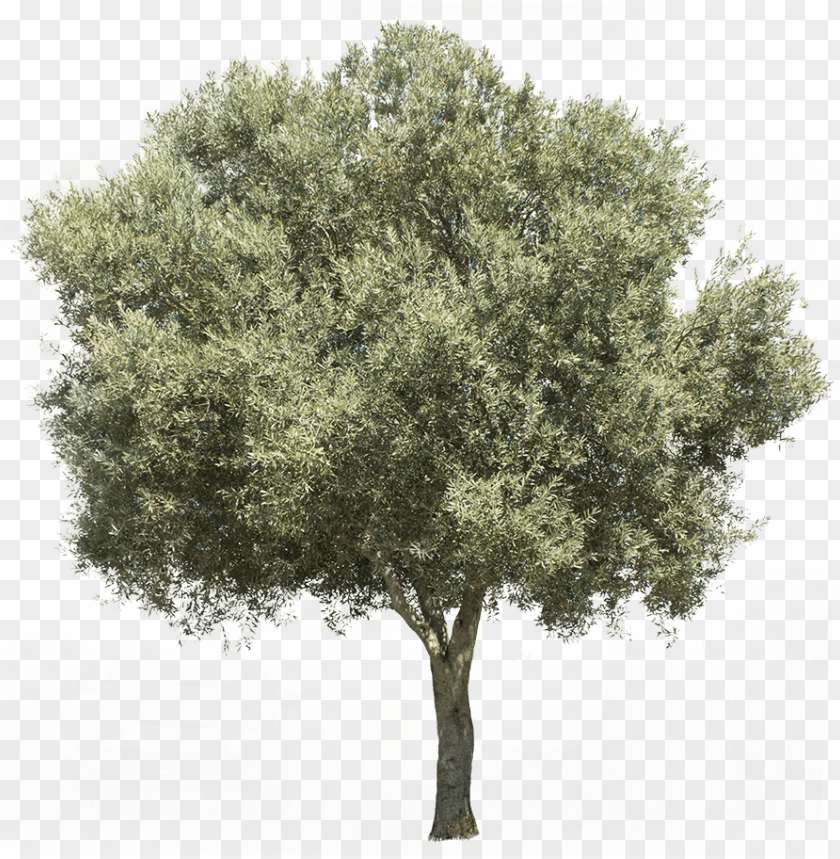 Download 3709 X 3738 Pixels Png Image With Transparent - olive tree roblox