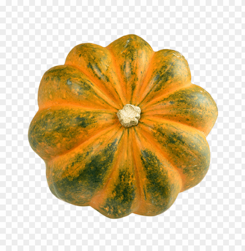 SQUASH