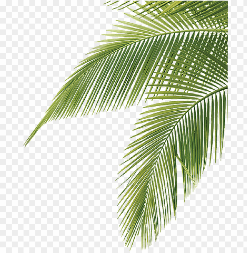 Free download | HD PNG alm tree leaves PNG transparent with Clear ...