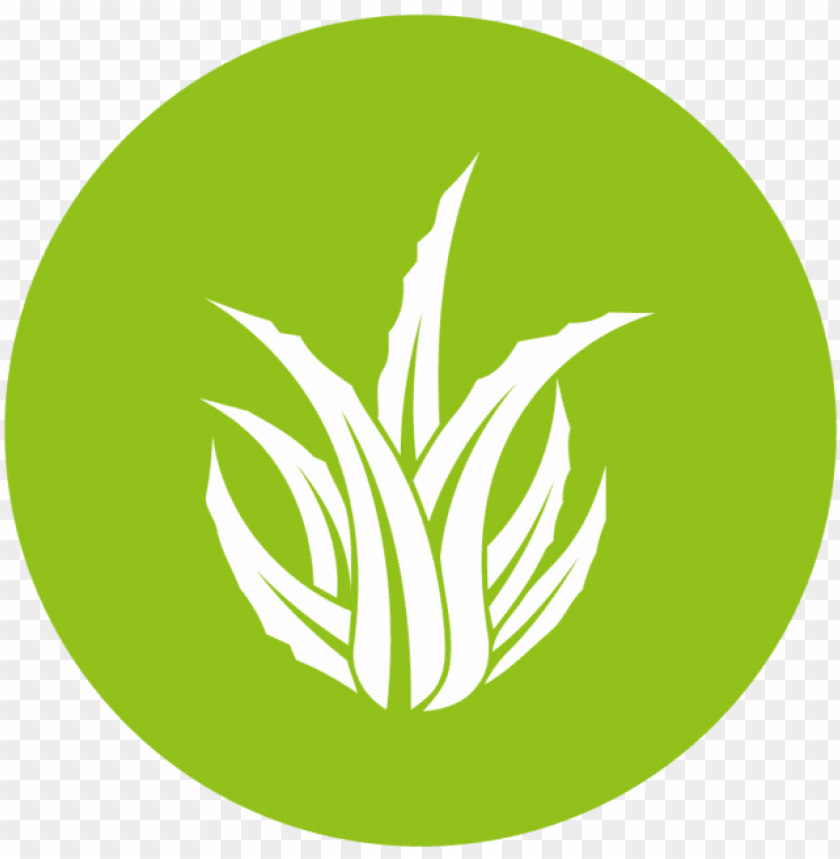 Download aloe icon - aloe vera logo png - Free PNG Images | TOPpng