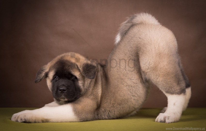 Free download | HD PNG american akita funny puppy wallpaper background