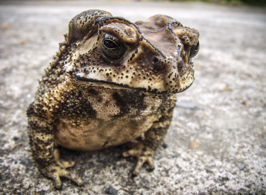 Free download | HD PNG amphibian frog toad wallpaper background best ...