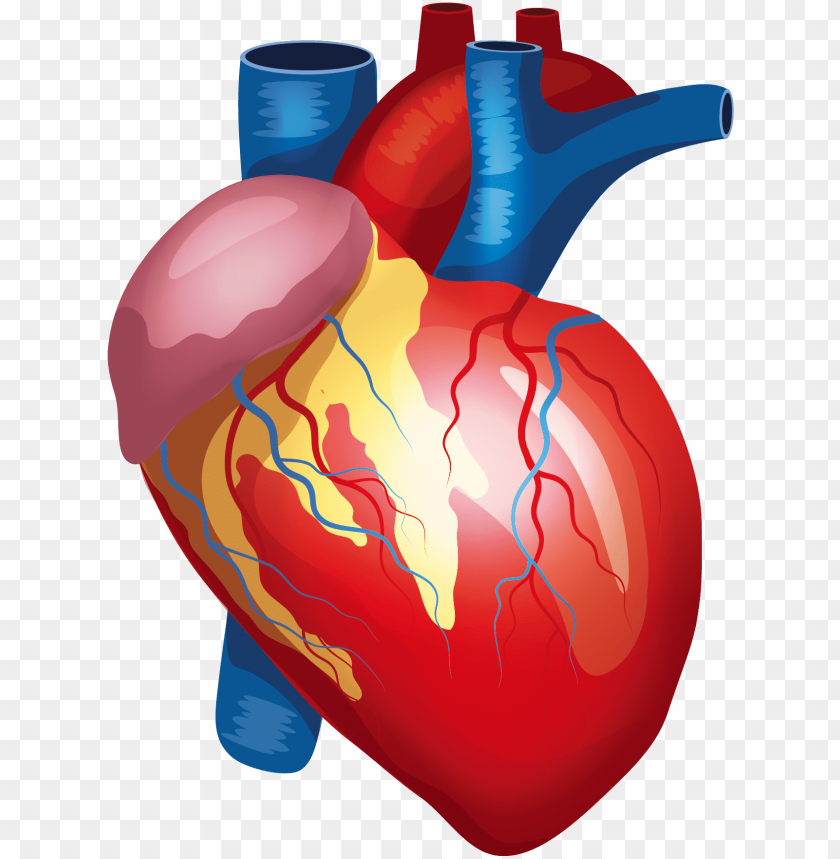 Free Free Heart Anatomy Svg 310 SVG PNG EPS DXF File