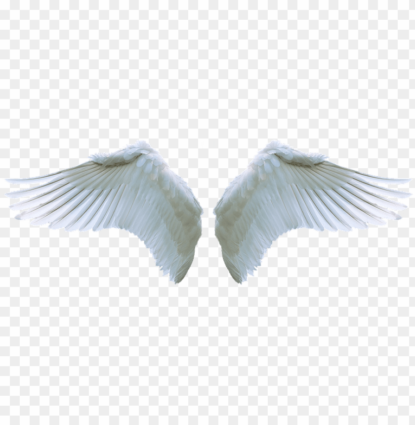 Download Transparent Background Angel Wings Png Png Gif Base - sparkling angel wings wings id for roblox free transparent png download pngkey