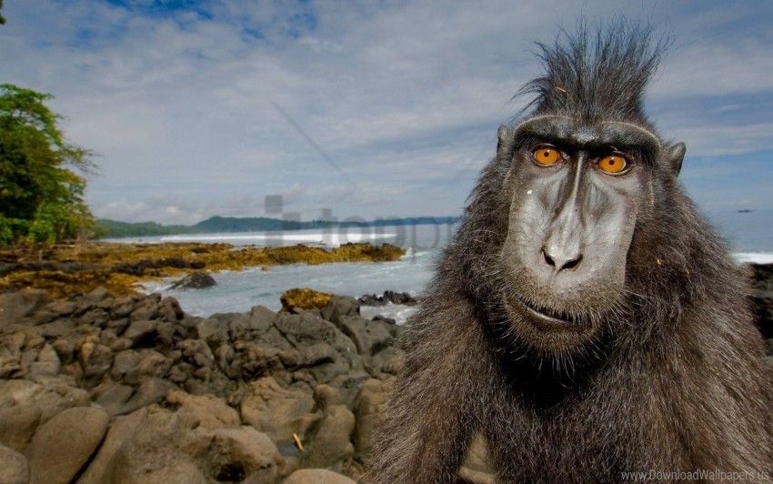 Primates Background Free download | HD PNG animal beach jungle primate stones wallpaper ...