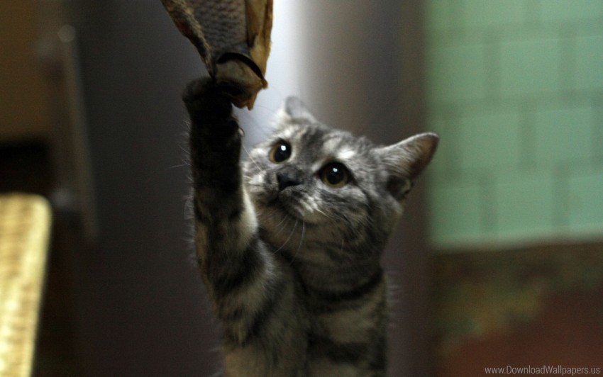 Free download | HD PNG animal british cat wallpaper background best ...