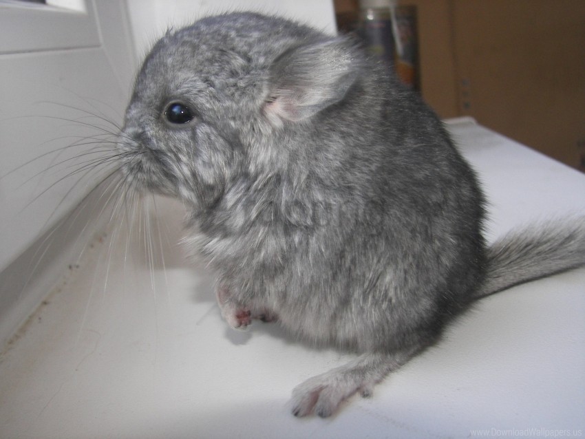 Beautiful Dark Grey Chinchilla Picture for Desktop Beautiful Dark Grey Chinchilla Picture for Desktop
