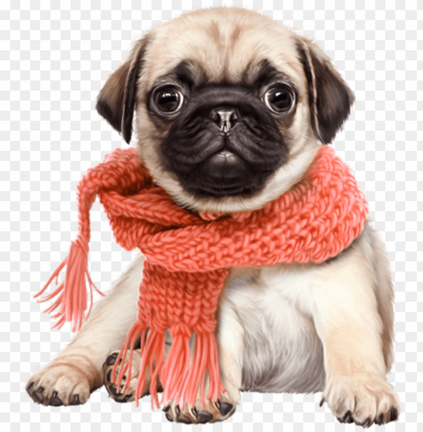 Free download | HD PNG animal cute dog PNG transparent with Clear ...