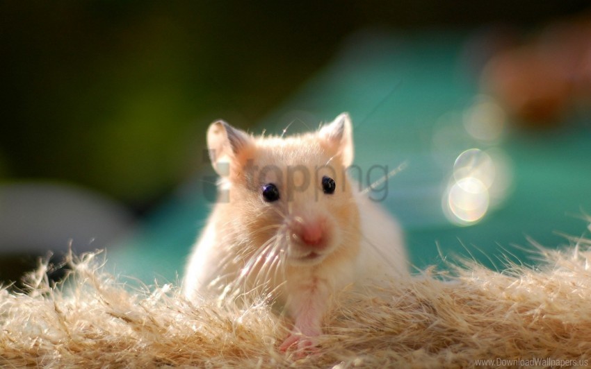 40 Most Popular Cute Rat Wallpaper Lee Dii