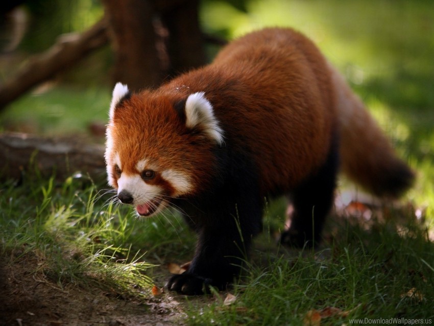 Free download | HD PNG animal red panda walk wallpaper background best ...