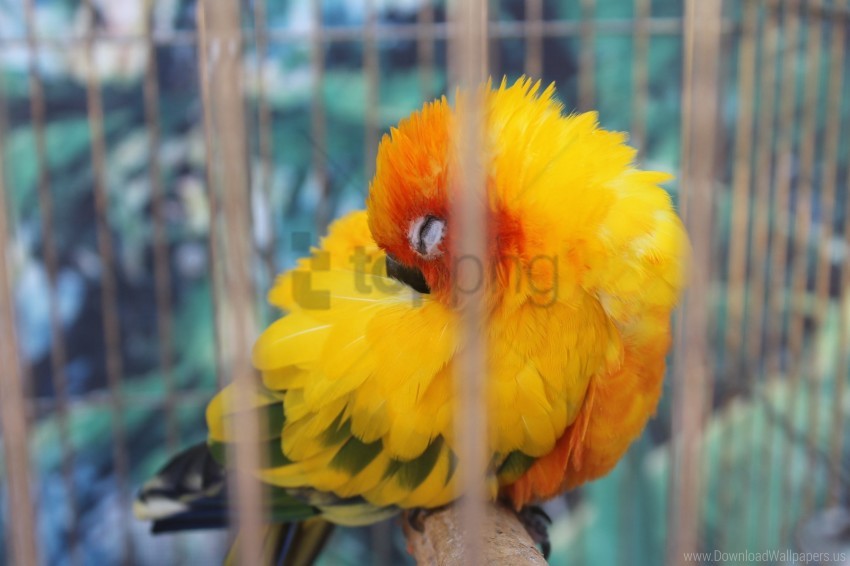 Free download | HD PNG animals birds parrot yellow wallpaper background