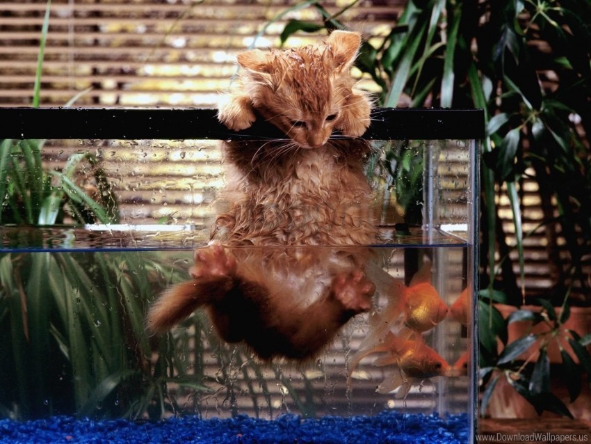Download 51 Background Aquarium Cat Gratis Terbaik