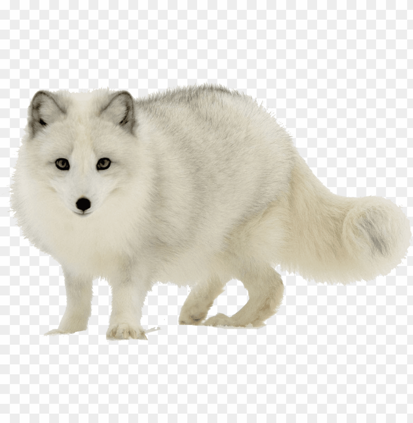 Free download | HD PNG arctic fox png transparent image arctic fox PNG ...