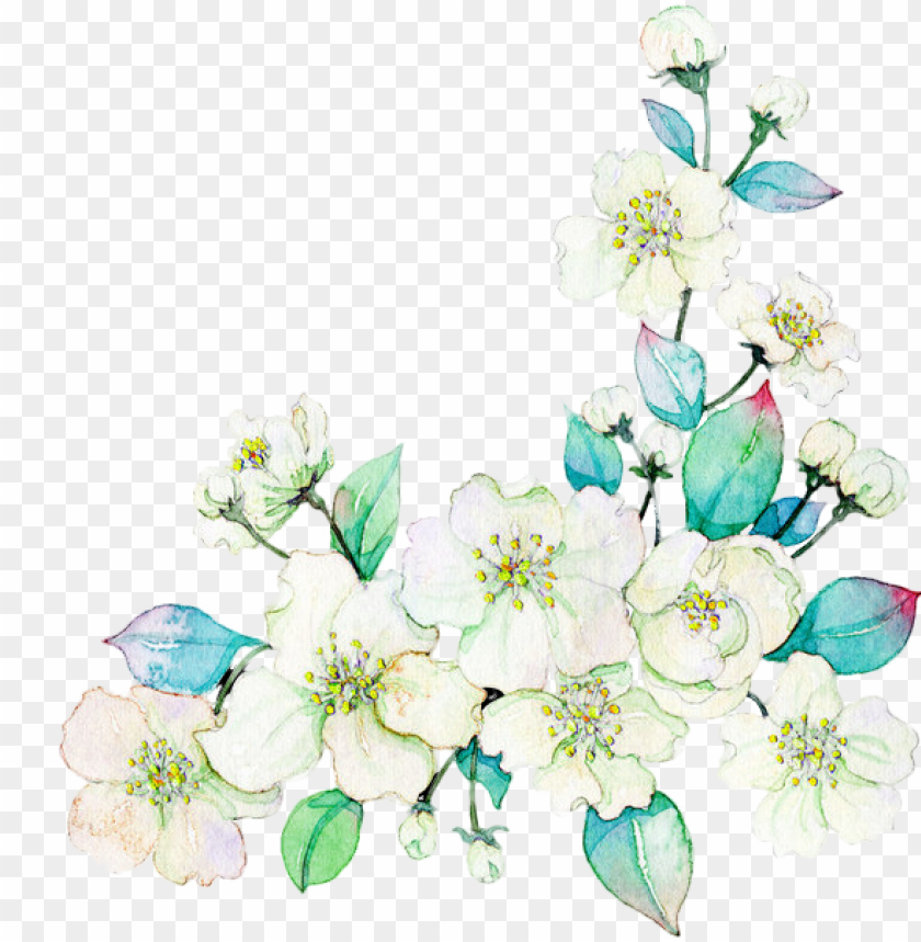 Ardenia Vector Watercolor Flower Png Image With Transparent Background Toppng