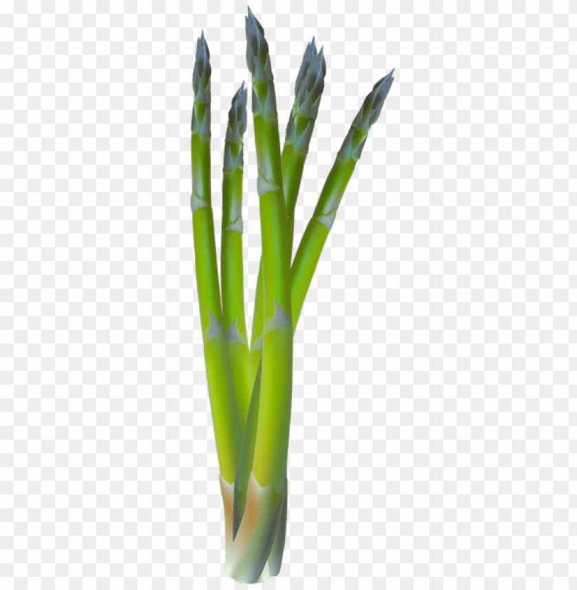 Free download | HD PNG Transparent asparagus transparent PNG background