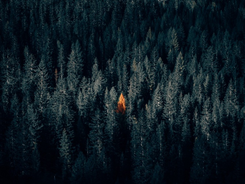 Free download | HD PNG autumn forest aerial view contrast dark 4k ...