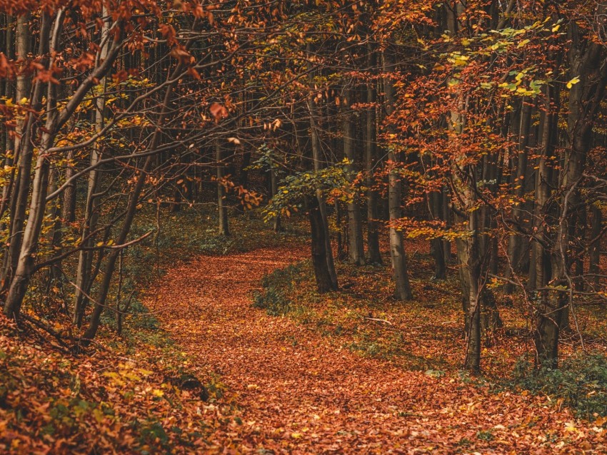 Free download | HD PNG autumn forest trail leaves fallen trees turn 4k ...