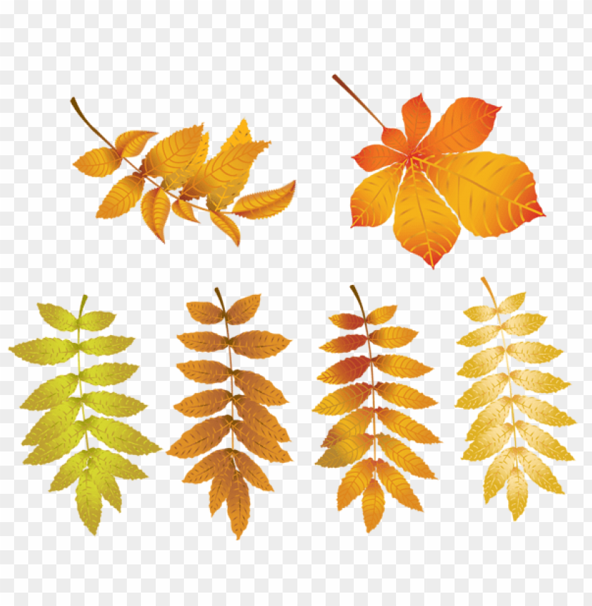 Free download | HD PNG autumn leaves clipart png photo - 53628 | TOPpng