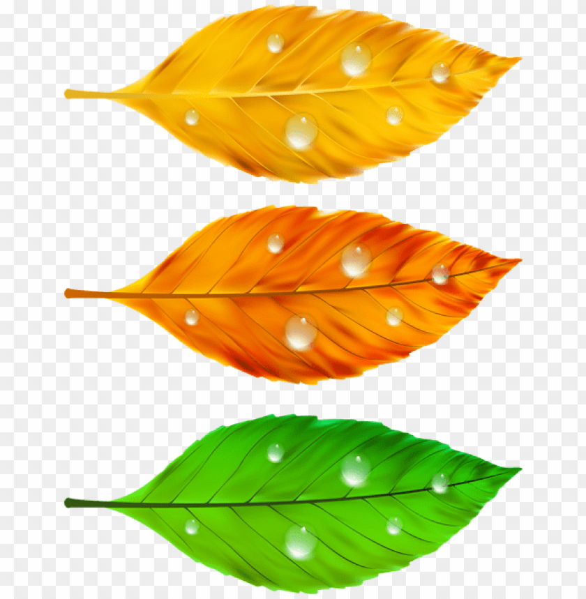 Free download | HD PNG autumn leaves png clipart png photo - 53619 | TOPpng