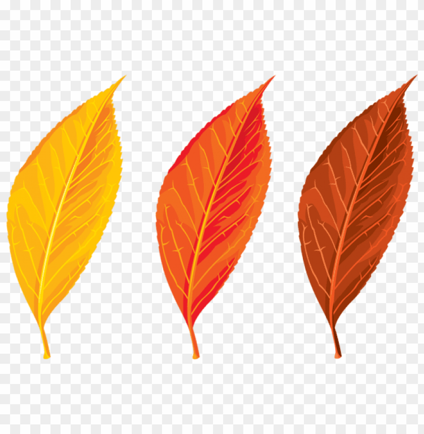 Free download | HD PNG autumn leaves set clipart png photo - 52793 | TOPpng