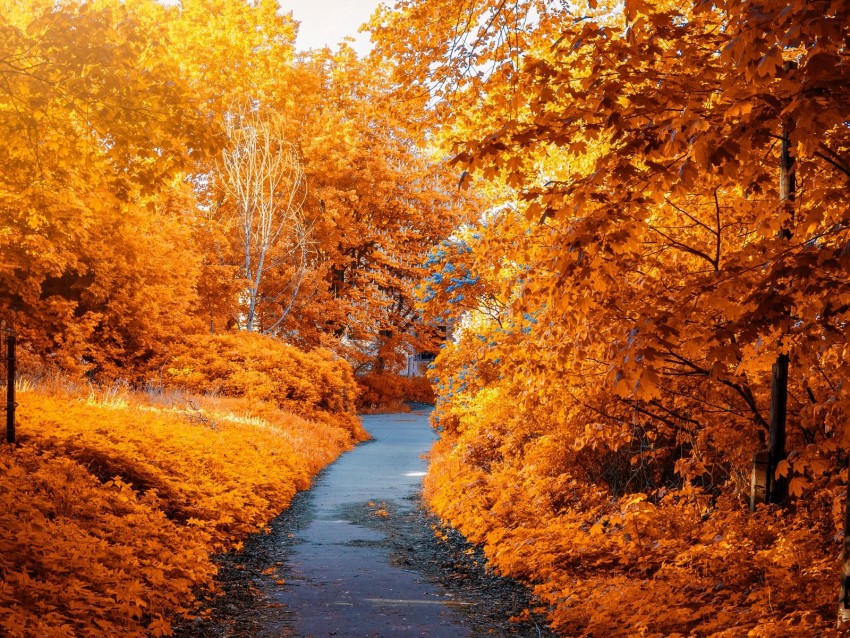 Free download | HD PNG autumn path park foliage 4k wallpaper | TOPpng