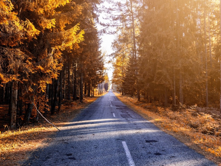 Free download | HD PNG autumn road forest sunlight 4k wallpaper | TOPpng