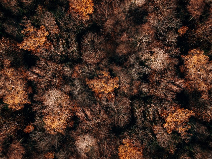 Free download | HD PNG autumn trees aerial view forest autumn colors ...
