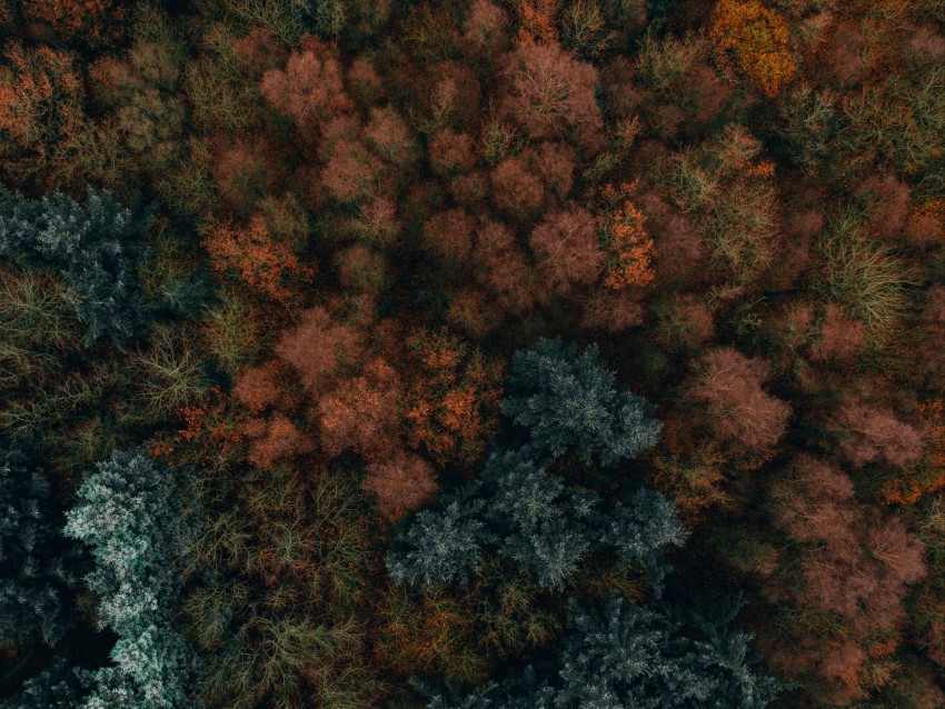 Free download | HD PNG autumn trees aerial view forest autumn colors ...
